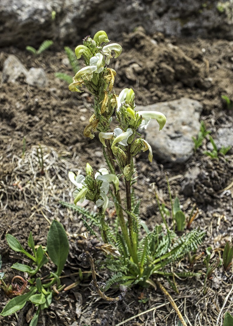 Pedicularis parryi subsp. parryi photo 7