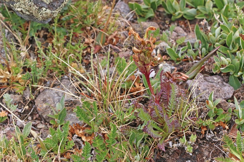 Pedicularis parryi subsp. parryi photo 8