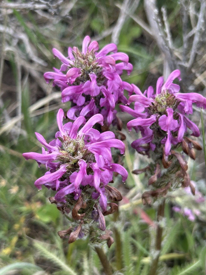 Pedicularis parryi subsp. purpurea