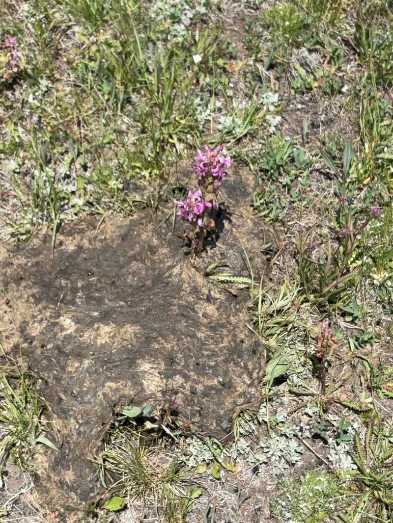 Pedicularis parryi subsp. purpurea photo 2