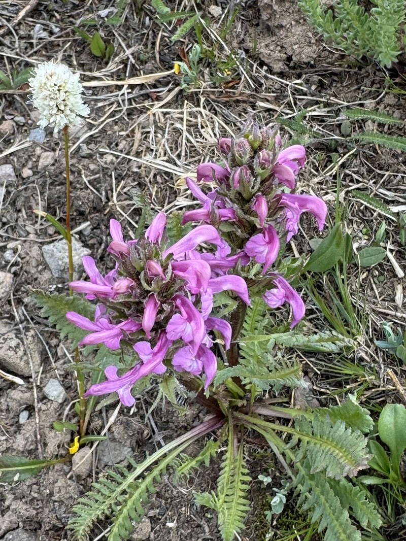 Pedicularis parryi subsp. purpurea photo 3