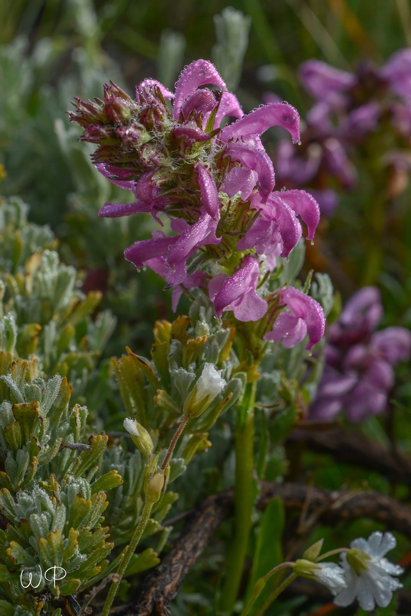 Pedicularis parryi subsp. purpurea photo 5