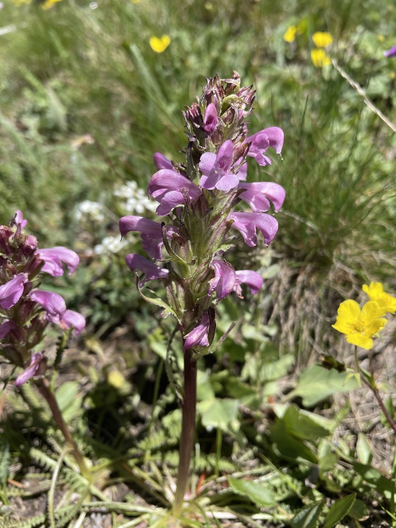 Pedicularis parryi subsp. purpurea photo 6