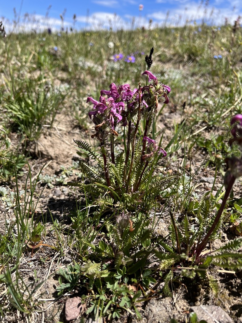 Pedicularis parryi subsp. purpurea photo 7