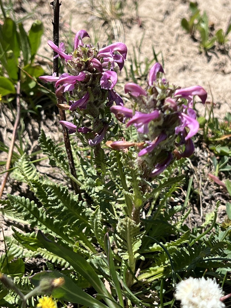 Pedicularis parryi subsp. purpurea photo 8