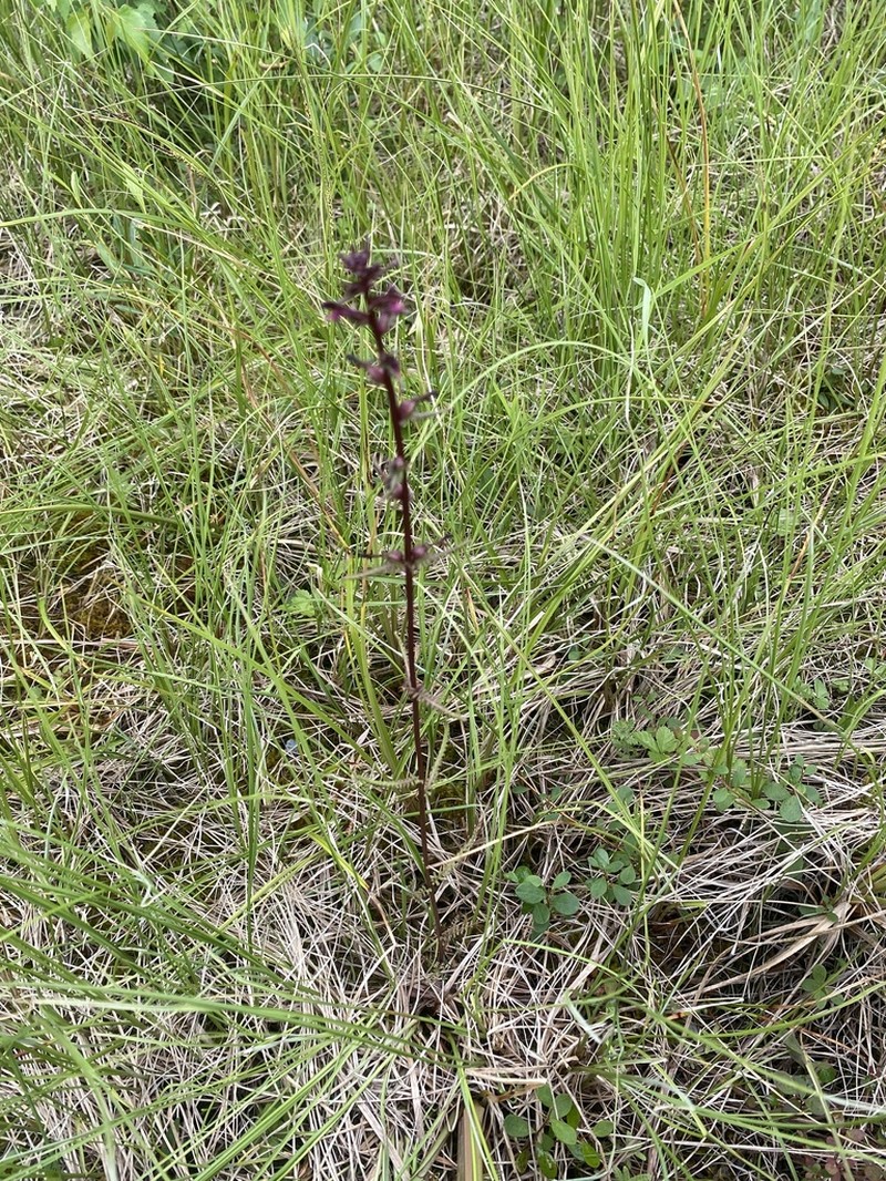 Muskeg Lousewort