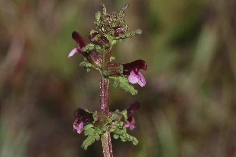 Muskeg Lousewort photo 2