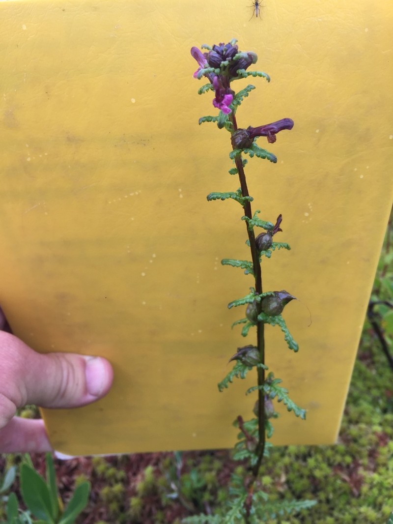 Muskeg Lousewort photo 3