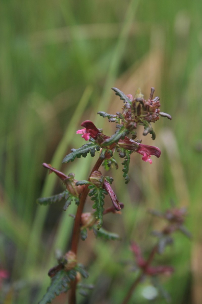 Muskeg Lousewort photo 4