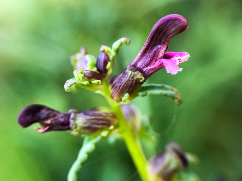 Muskeg Lousewort photo 7