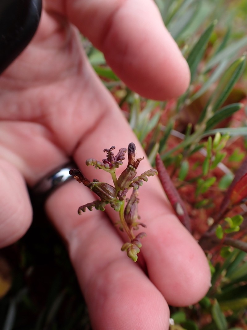 Muskeg Lousewort photo 8
