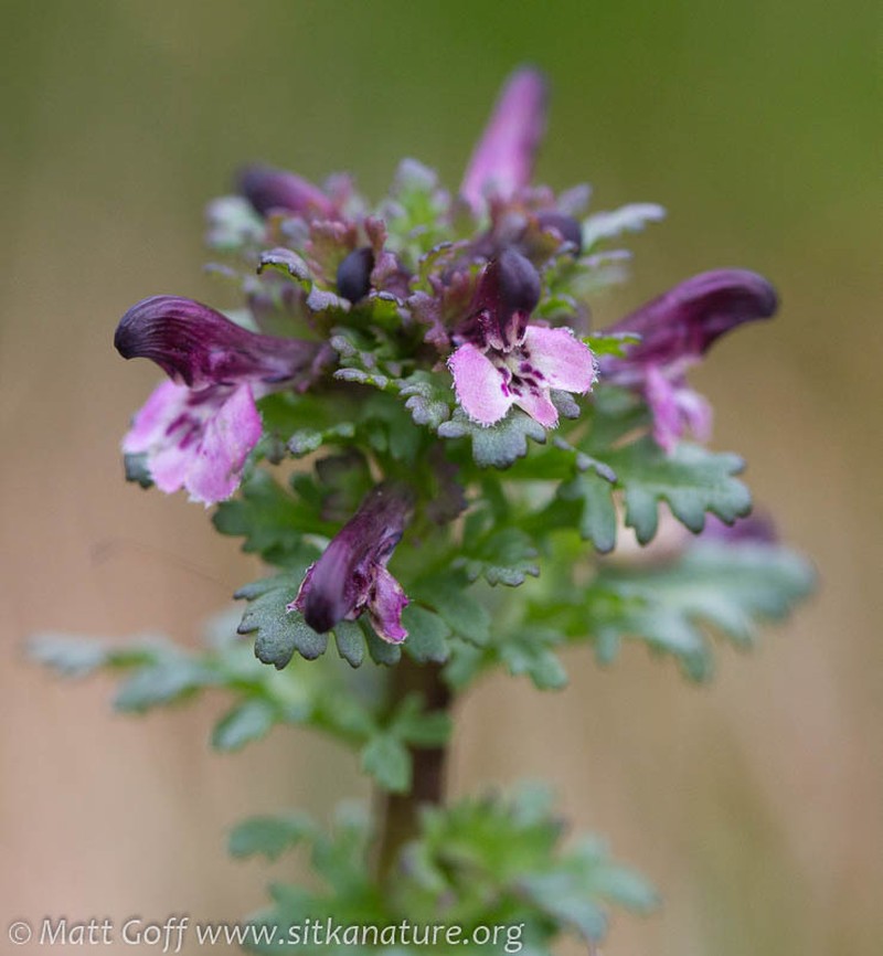 Smallflower Lousewort photo 5