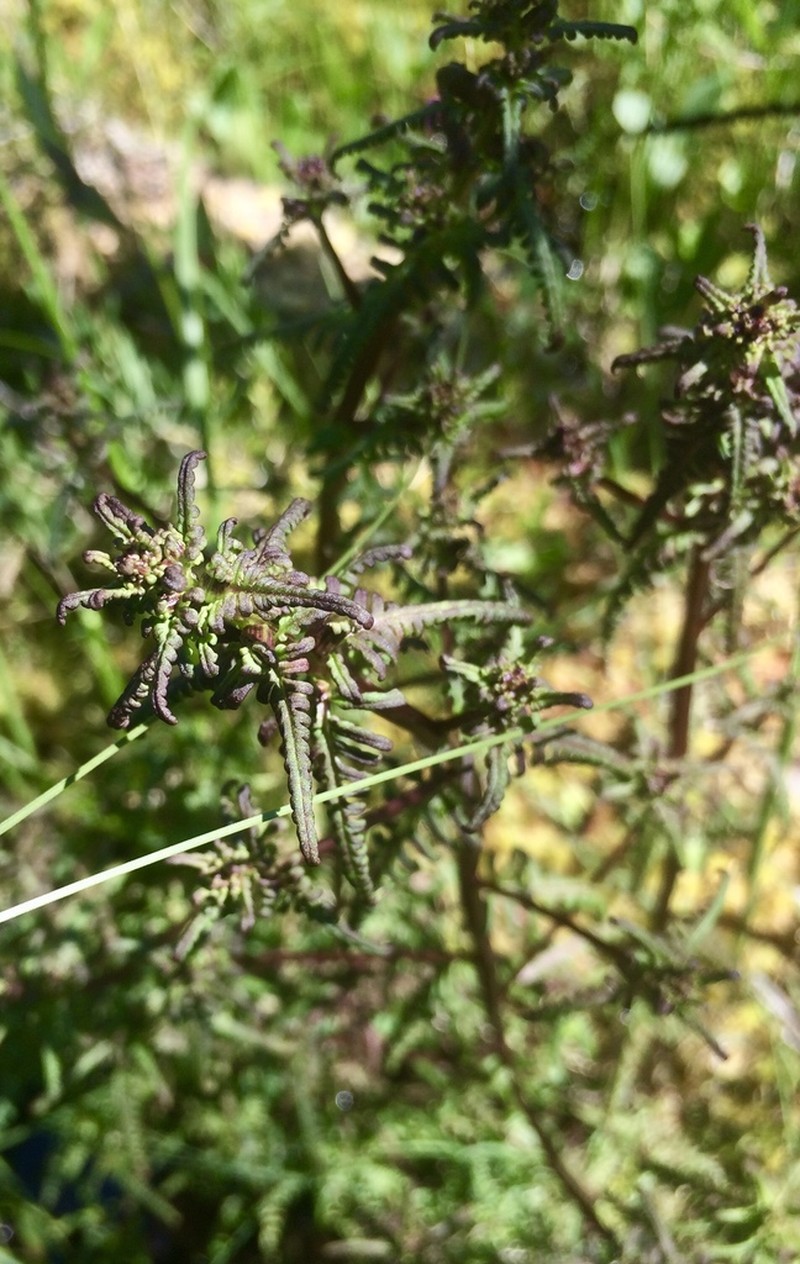 Smallflower Lousewort photo 6
