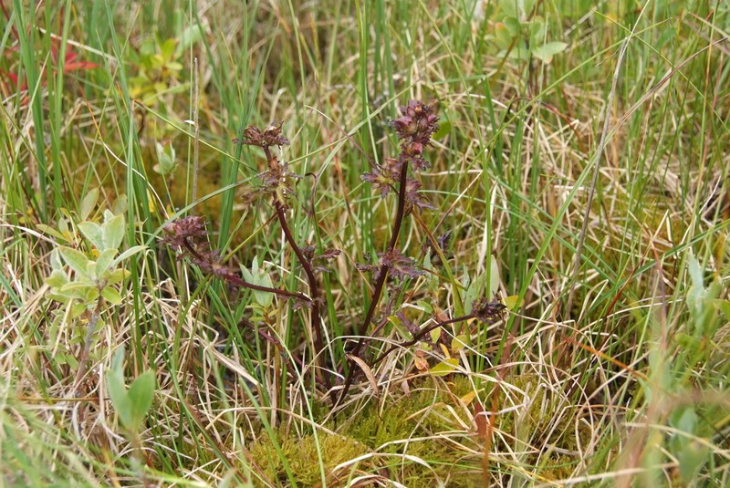 Pedicularis pennellii photo 2