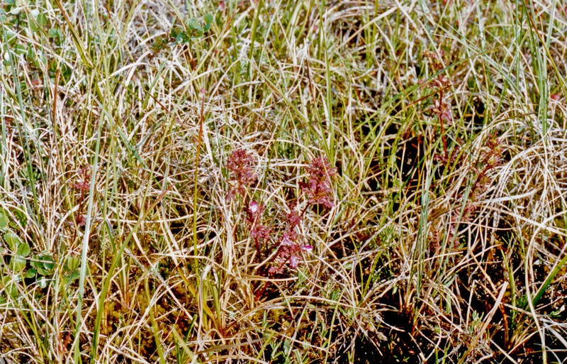Pedicularis pennellii photo 4
