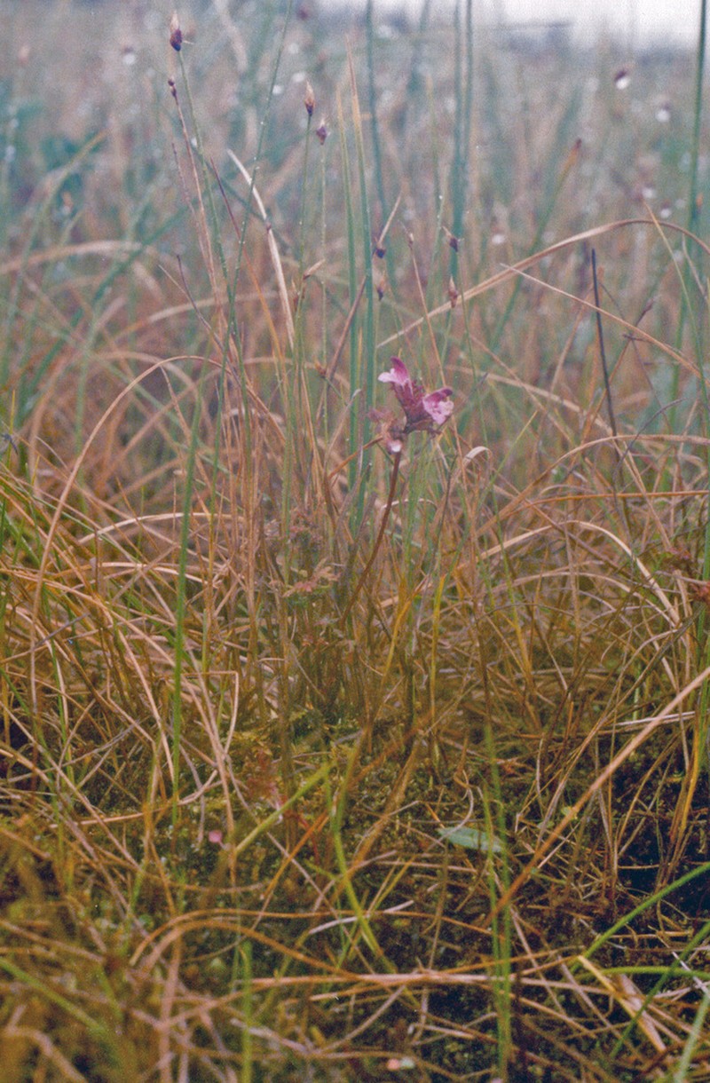 Pedicularis pennellii photo 5