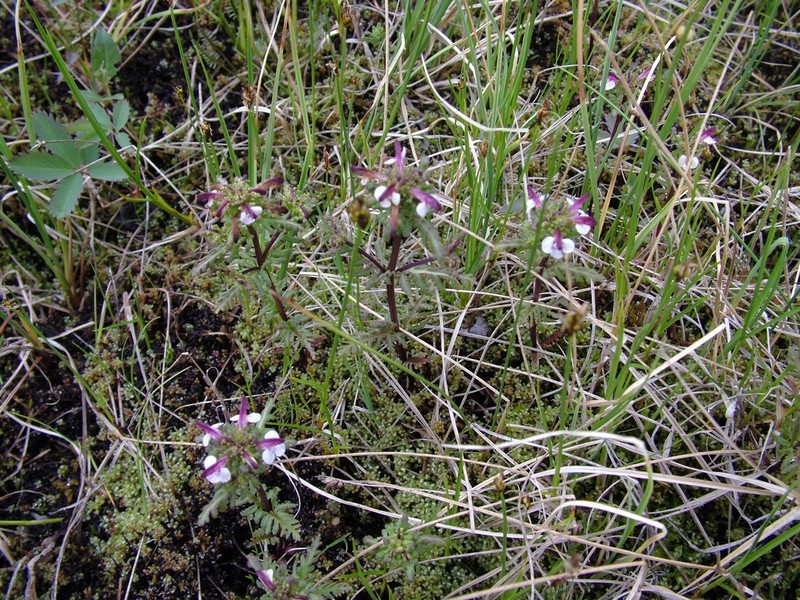 Pedicularis pennellii photo 6
