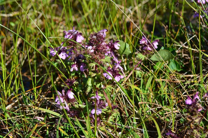 Pedicularis pennellii photo 7