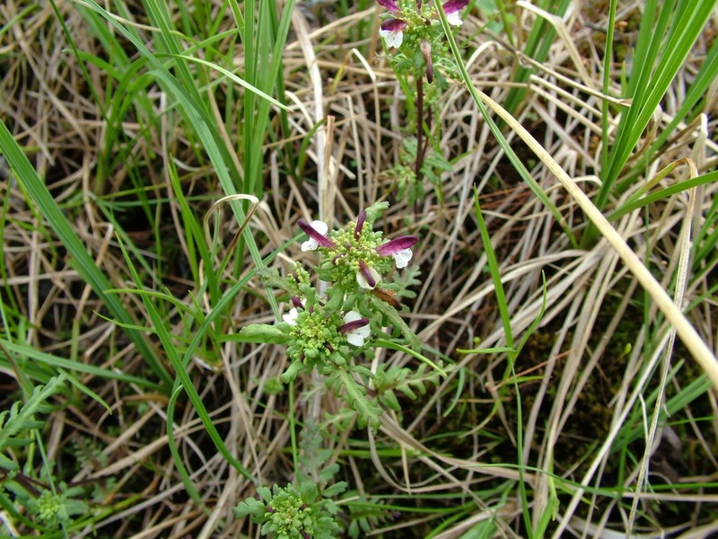 Pedicularis pennellii photo 8