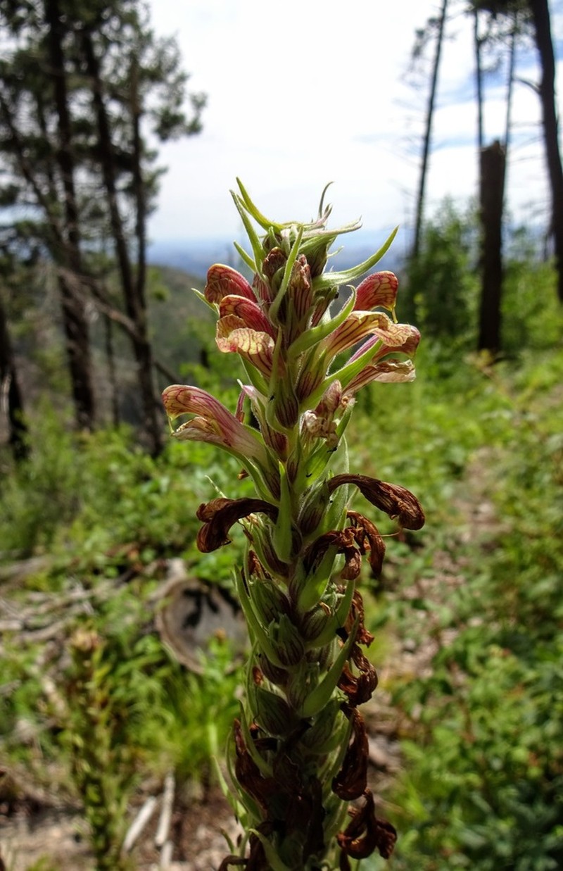 Giant Lousewort