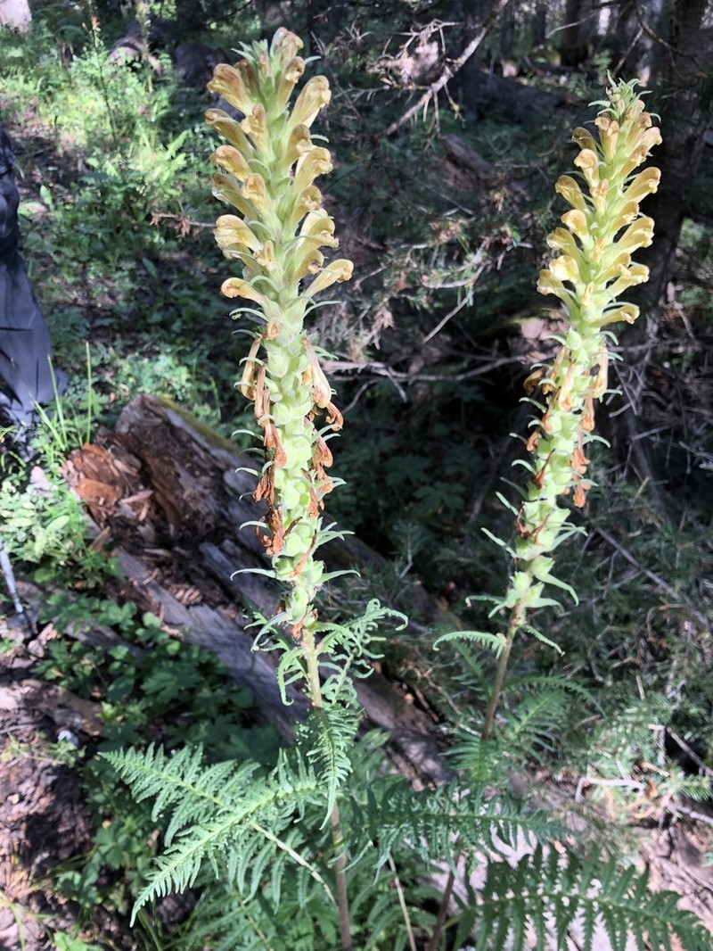 Giant Lousewort photo 2