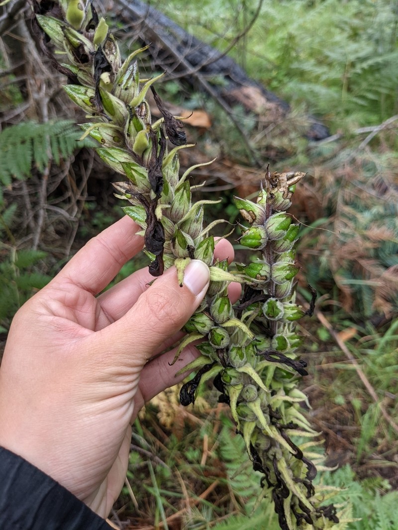 Giant Lousewort photo 3