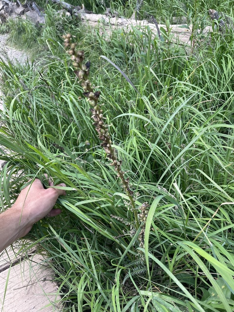 Giant Lousewort photo 4
