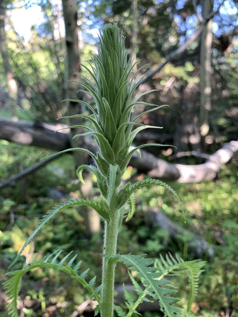 Giant Lousewort photo 5