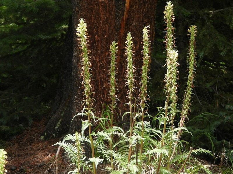 Giant Lousewort photo 6