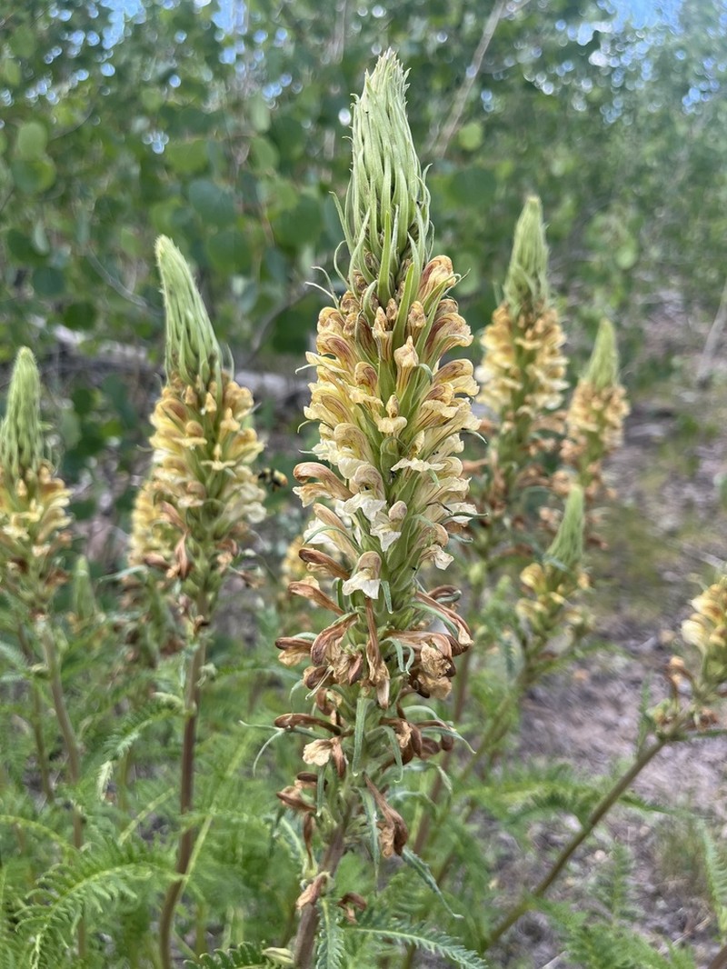 Giant Lousewort photo 7