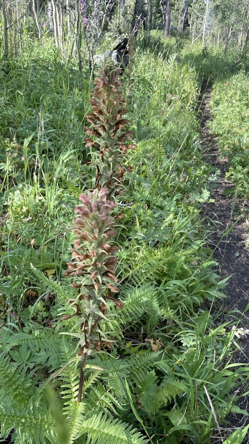 Giant Lousewort photo 8