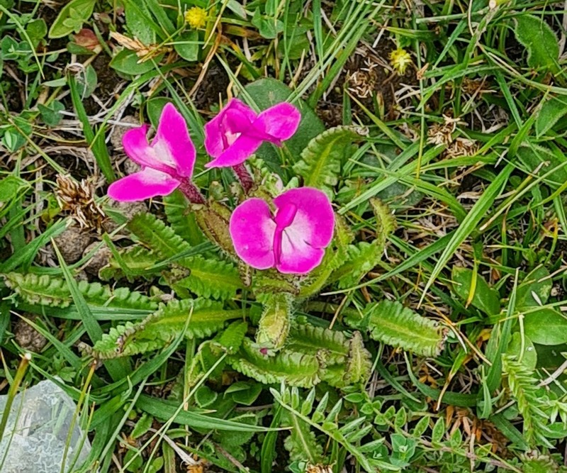 Pedicularis przewalskii subsp. przewalskii