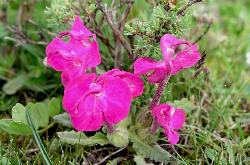 Pedicularis przewalskii subsp. przewalskii photo 2