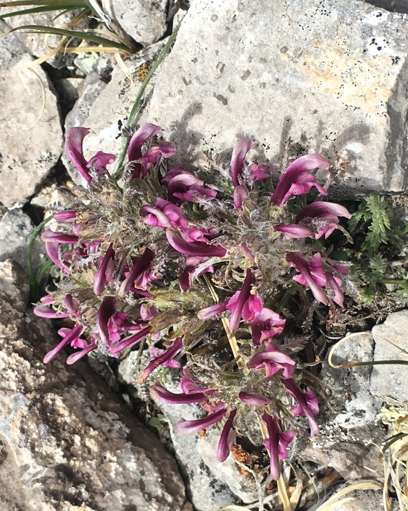 Mountain Lousewort