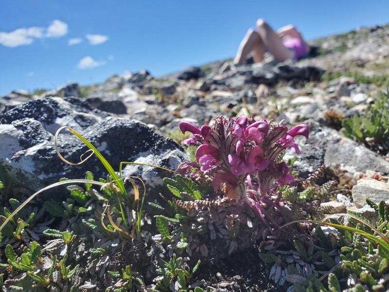 Mountain Lousewort photo 2