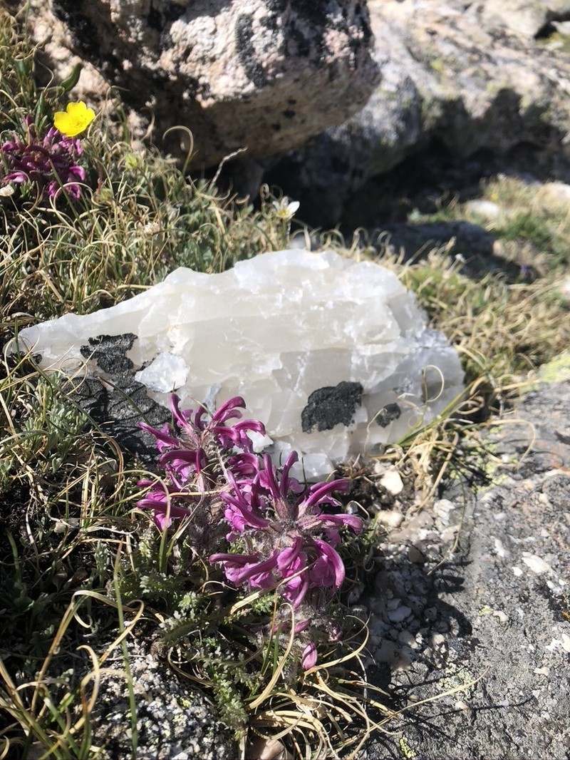 Mountain Lousewort photo 3