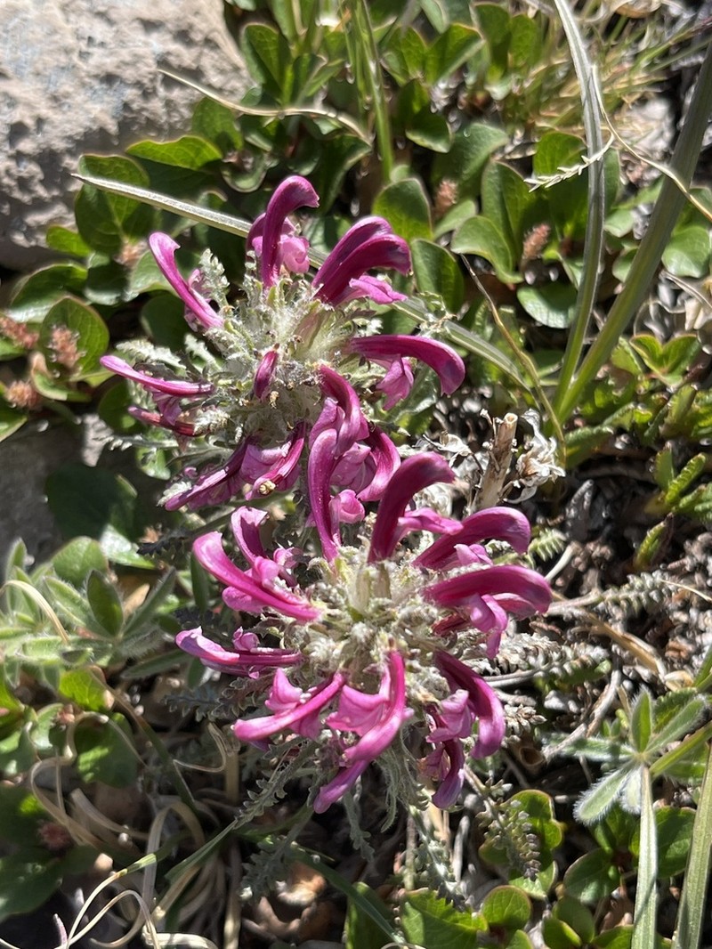 Mountain Lousewort photo 4