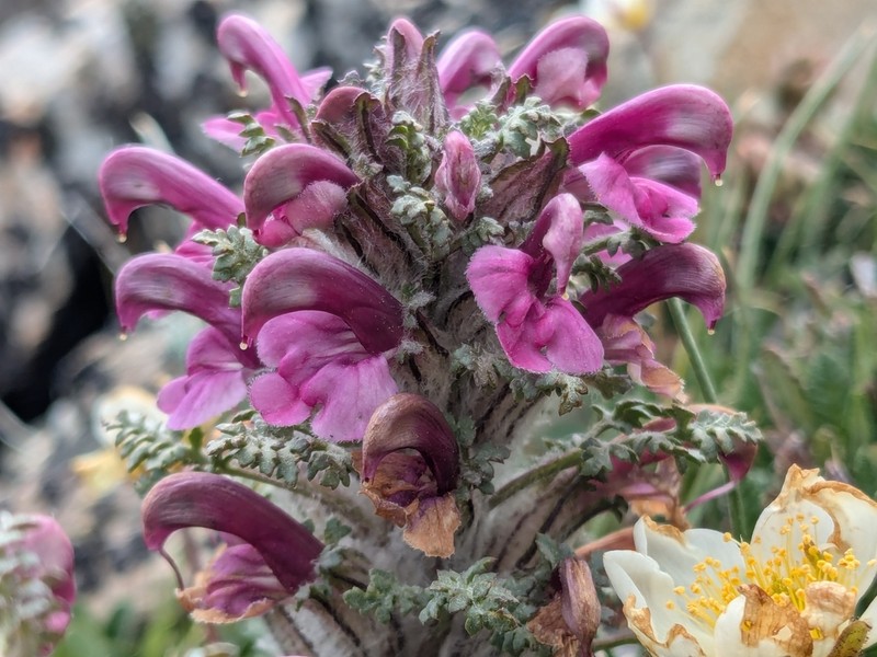 Mountain Lousewort photo 5
