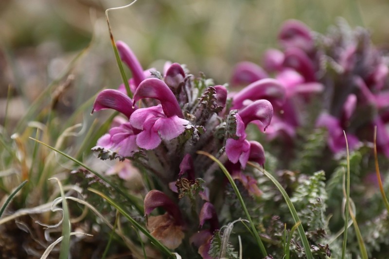 Mountain Lousewort photo 6