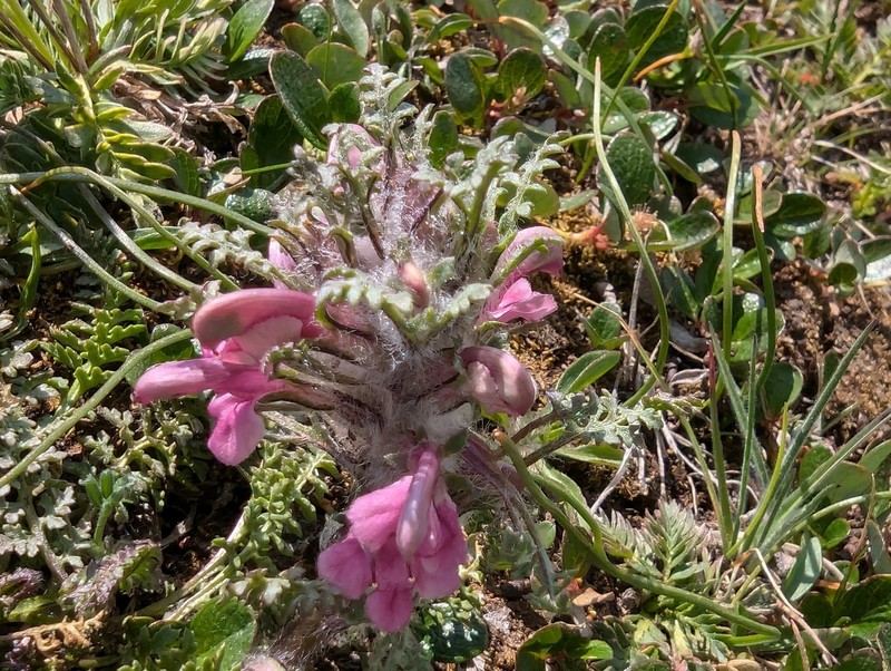 Mountain Lousewort photo 7