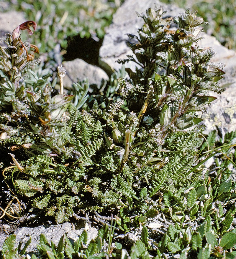 Mountain Lousewort photo 8