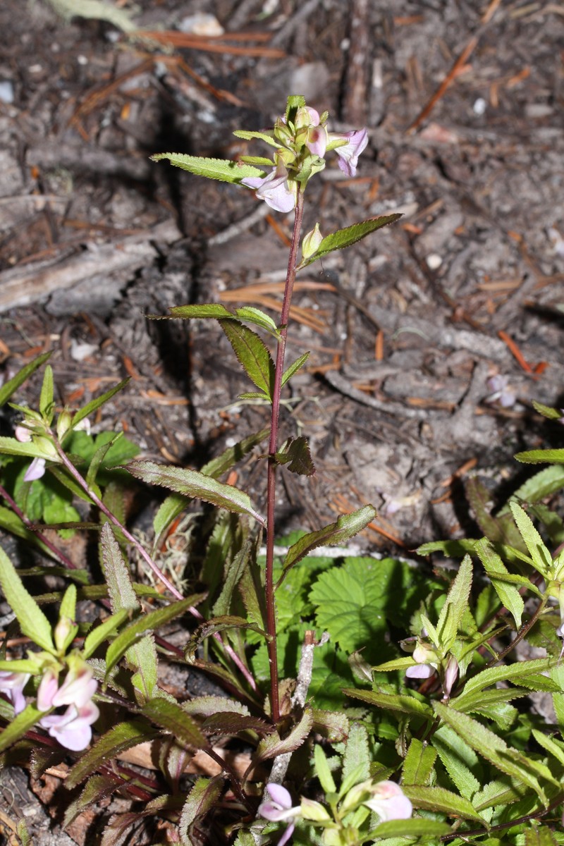 Sickletop Lousewort