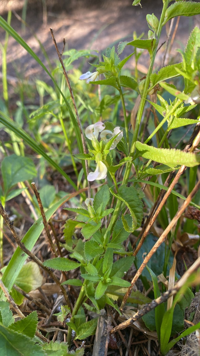 Sickletop Lousewort photo 2