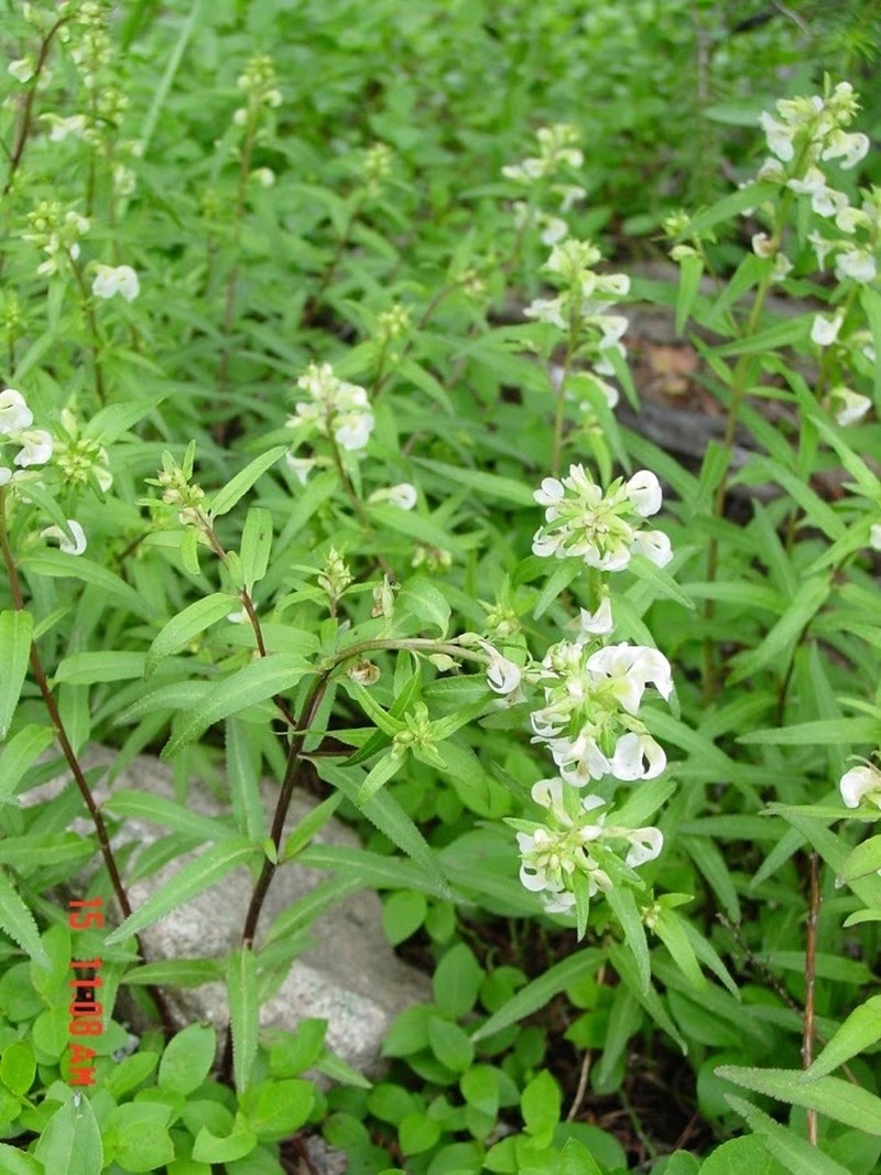 Sickletop Lousewort photo 3