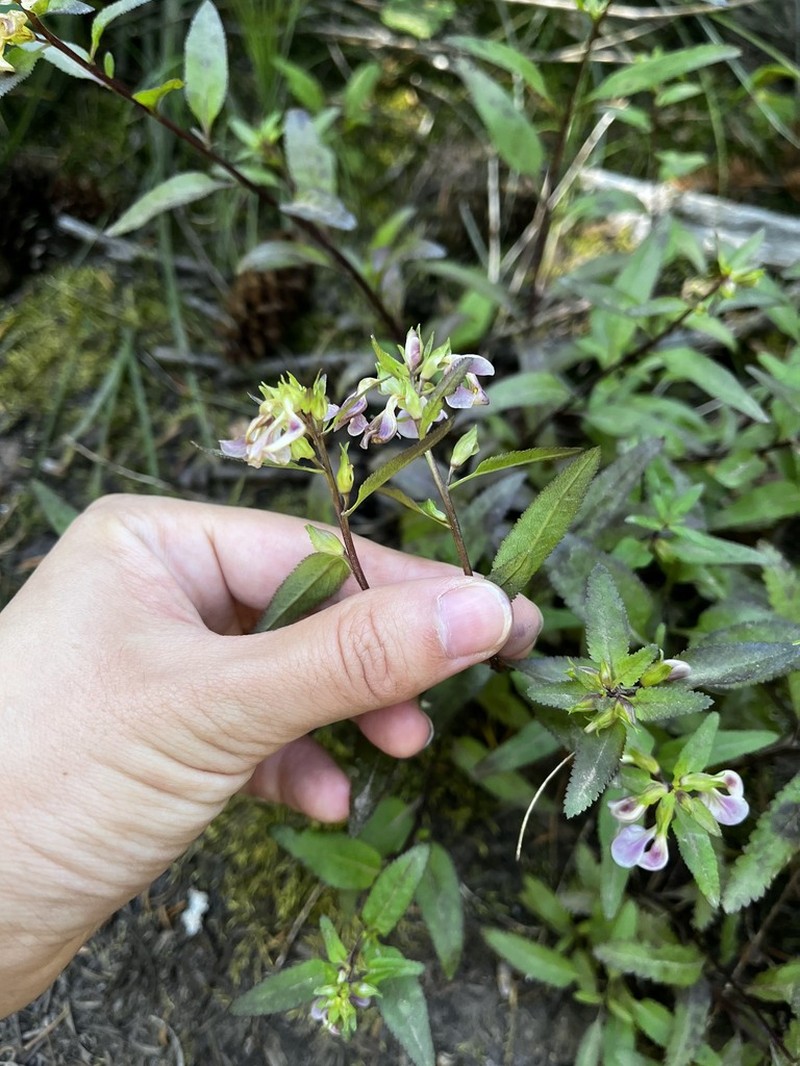 Sickletop Lousewort photo 4