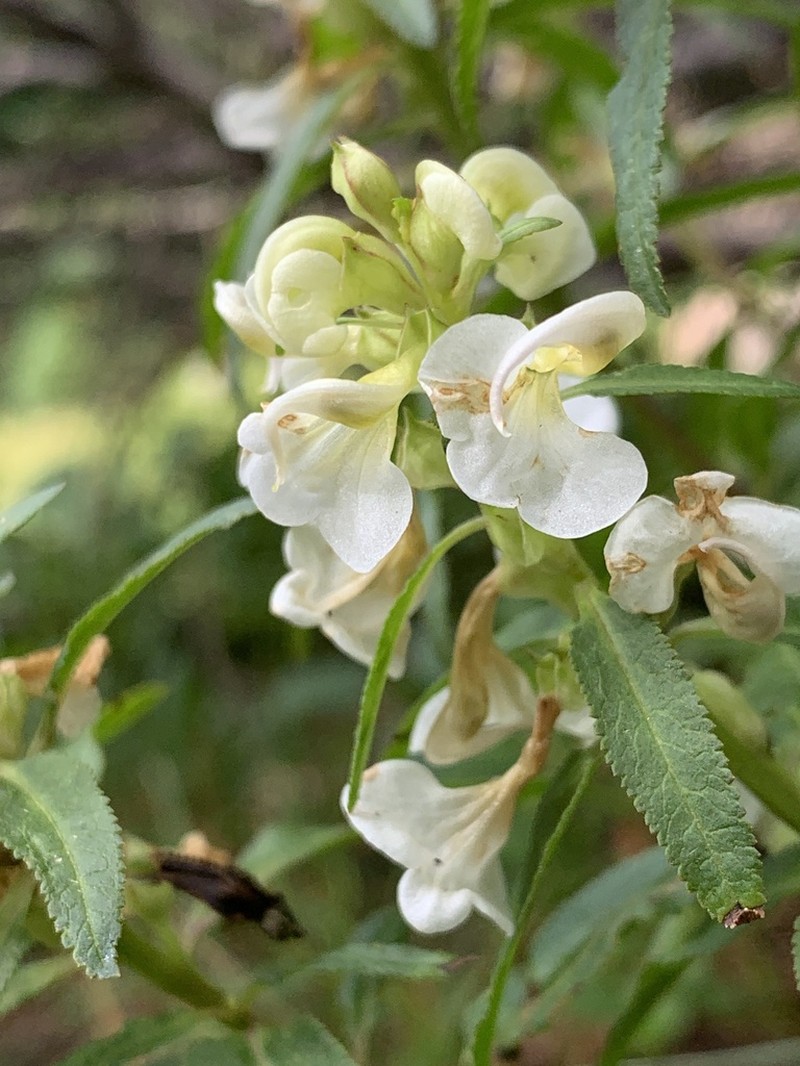 Sickletop Lousewort photo 5