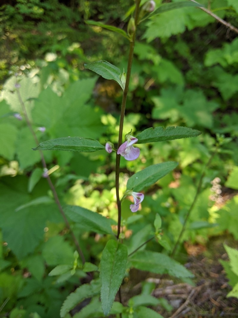 Sickletop Lousewort photo 6