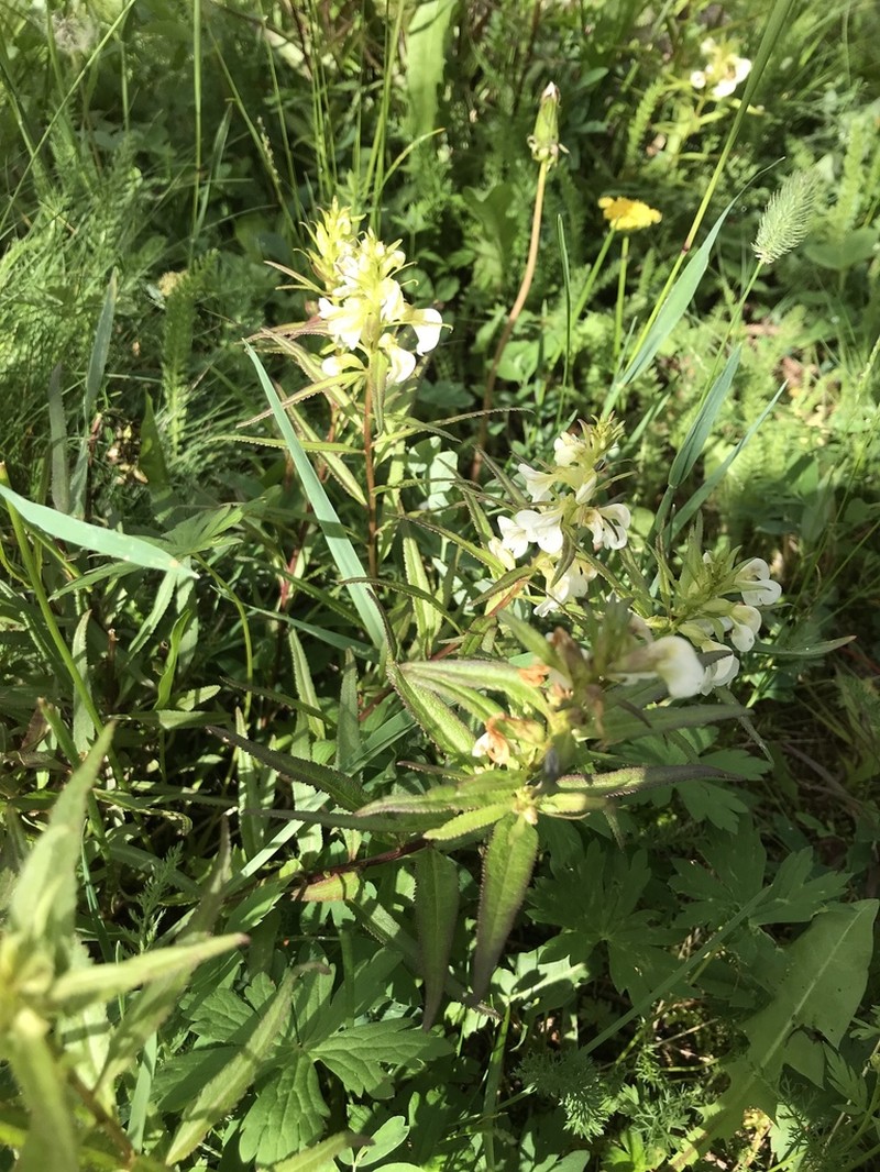 Sickletop Lousewort photo 7