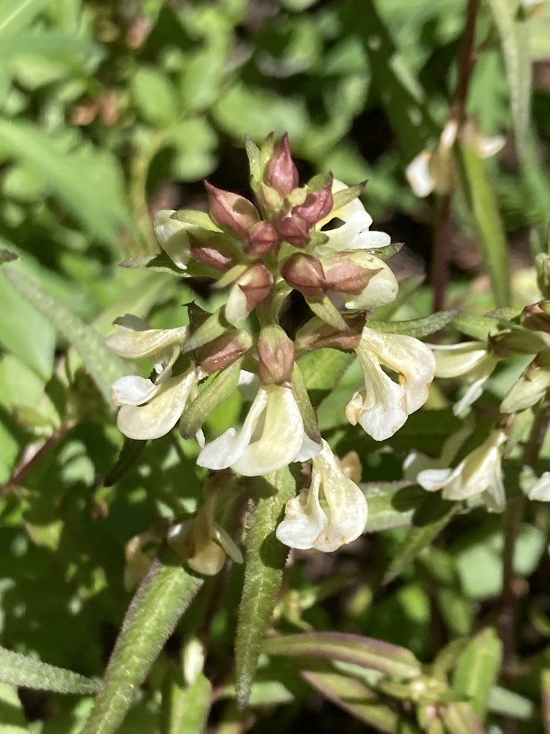 Pedicularis racemosa subsp. alba photo 4