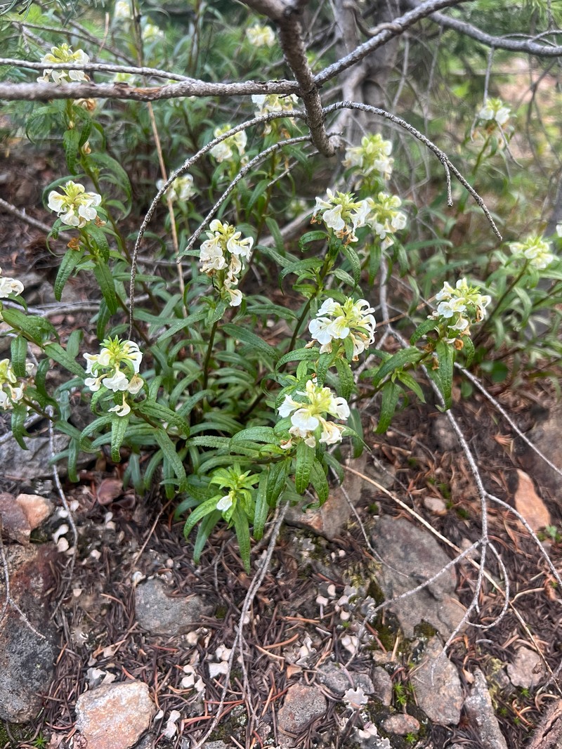Pedicularis racemosa subsp. alba photo 5